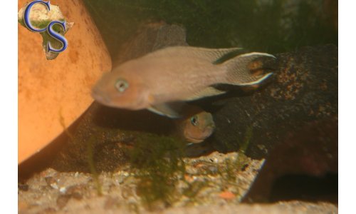 Neolamprologus falcicula cygnus